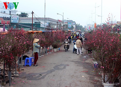 Peach trees in full bloom for Tet - ảnh 4